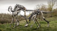 Çayırda duran yetişkin ve yavru Maiasaura iskeleti