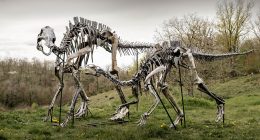 Çayırda duran yetişkin ve yavru Maiasaura iskeleti