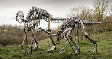 Çayırda duran yetişkin ve yavru Maiasaura iskeleti