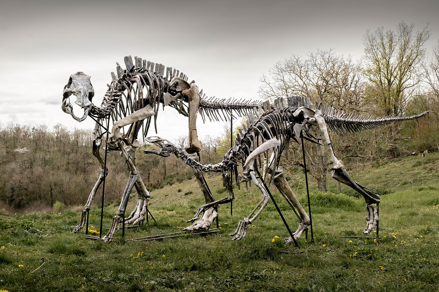 Çayırda duran yetişkin ve yavru Maiasaura iskeleti