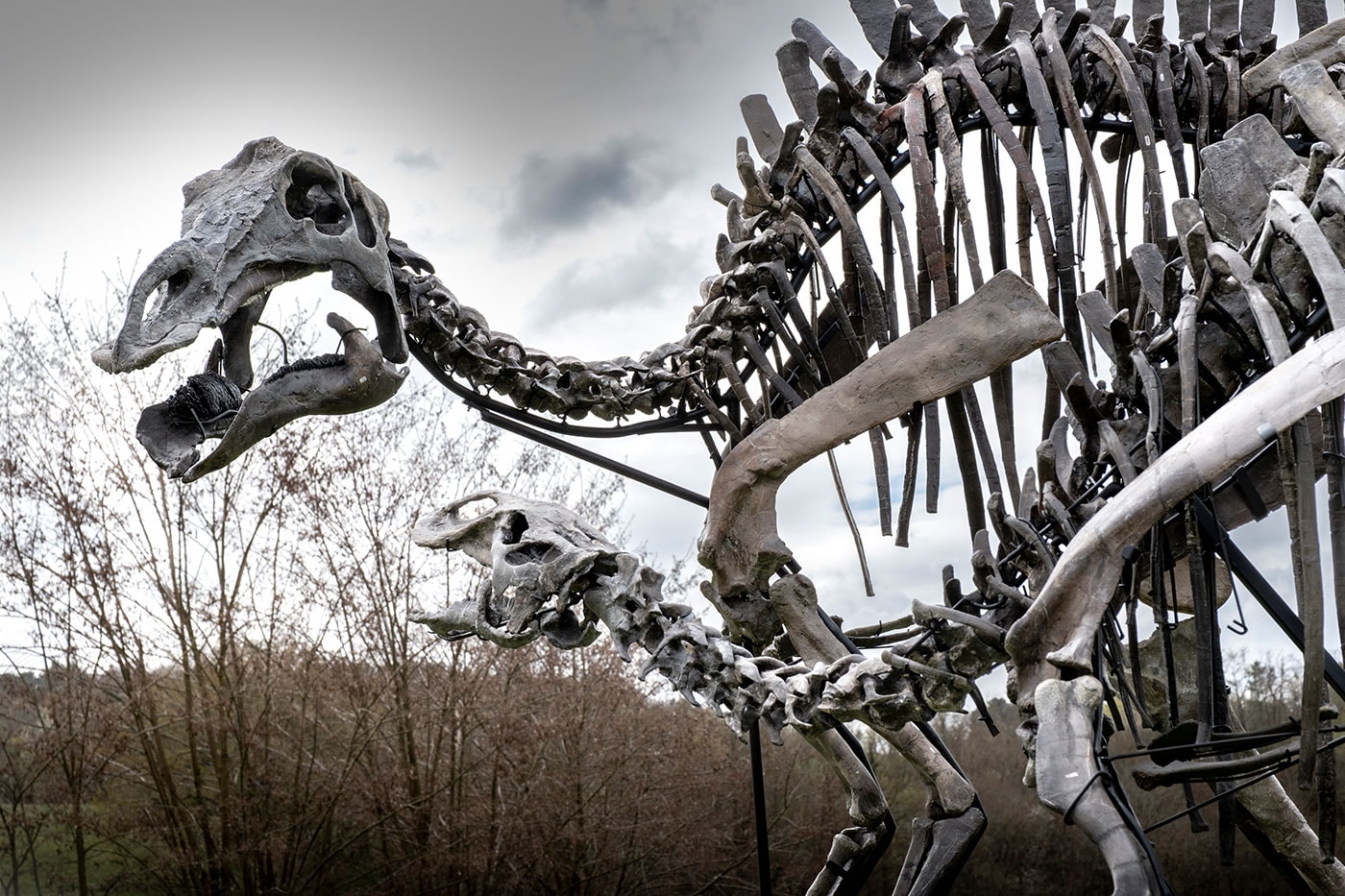 Maiasaura iskeleti kafatası yakın çekim