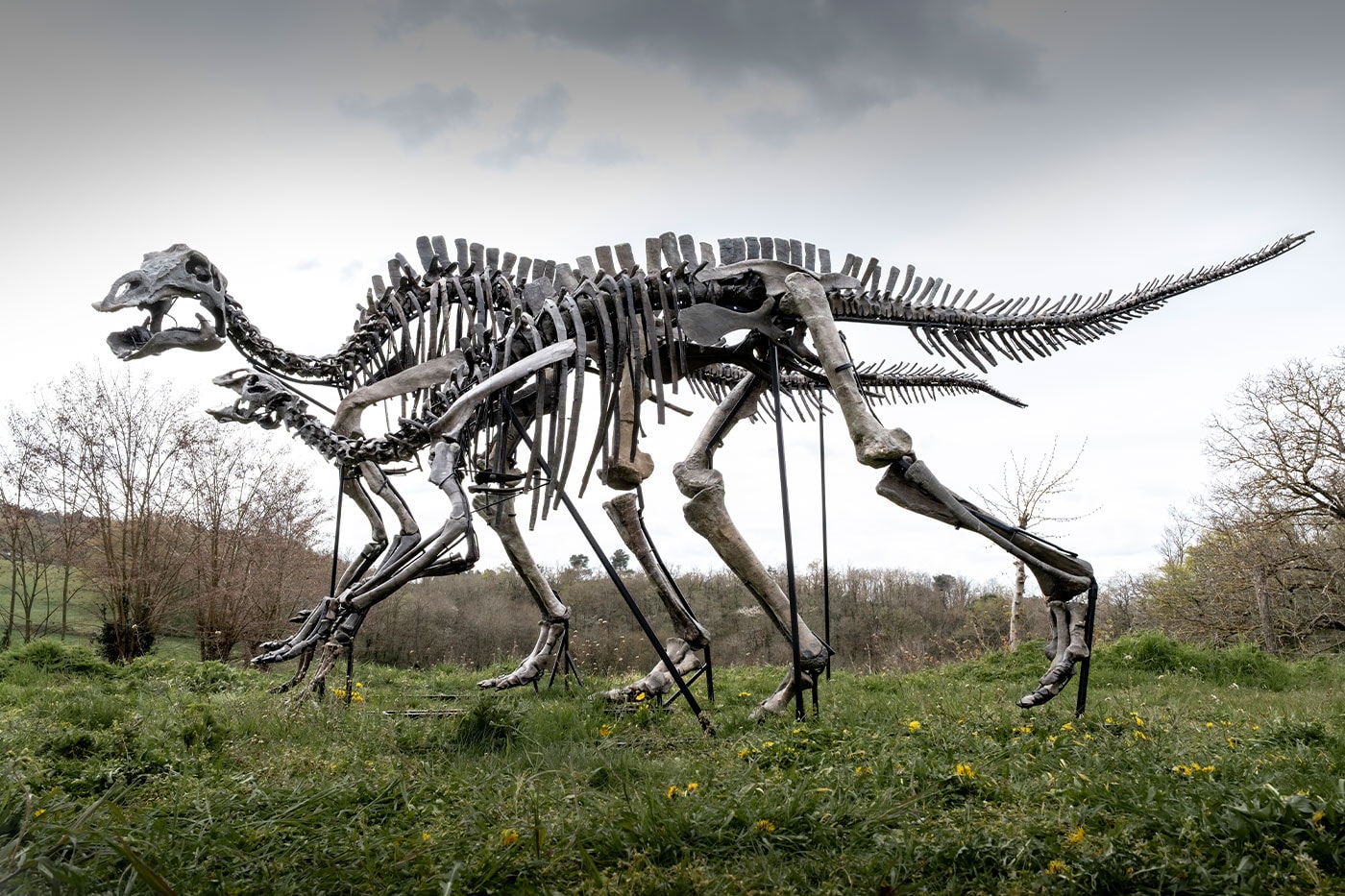 Maiasaura iskeleti yandan profil