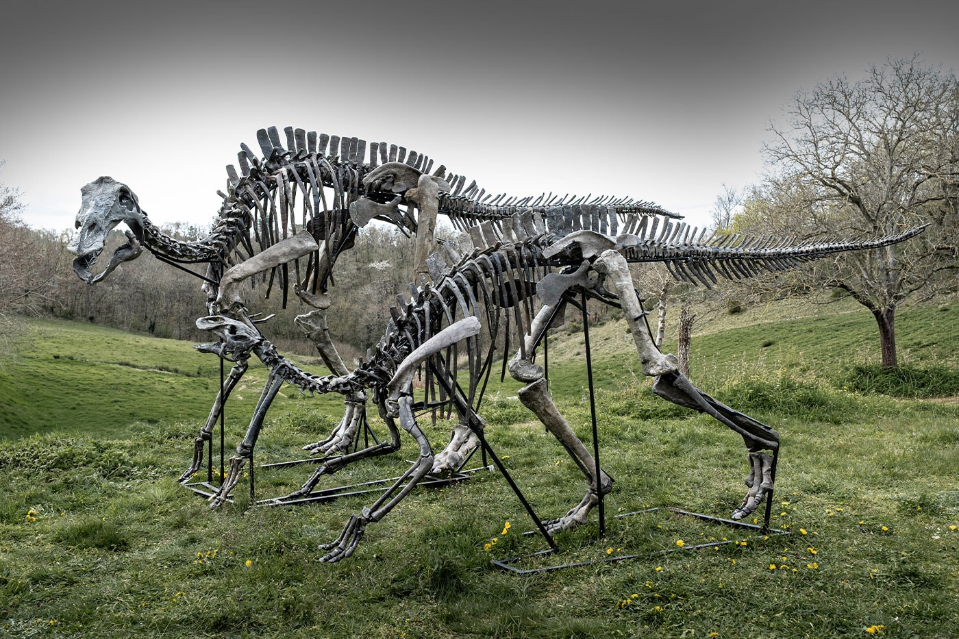 Yetişkin ve yavru dinozor iskeletlerinin yandan görünümü