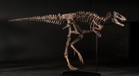 Sotheby’s New York’ta açık artırmaya çıkacak Nanotyrannus iskeleti Jodi