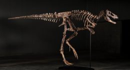 Sotheby’s New York’ta açık artırmaya çıkacak Nanotyrannus iskeleti Jodi