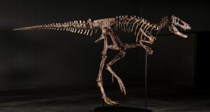 Sotheby’s New York’ta açık artırmaya çıkacak Nanotyrannus iskeleti Jodi