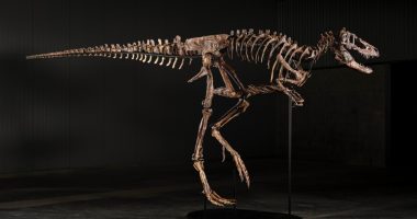 Sotheby’s New York’ta açık artırmaya çıkacak Nanotyrannus iskeleti Jodi