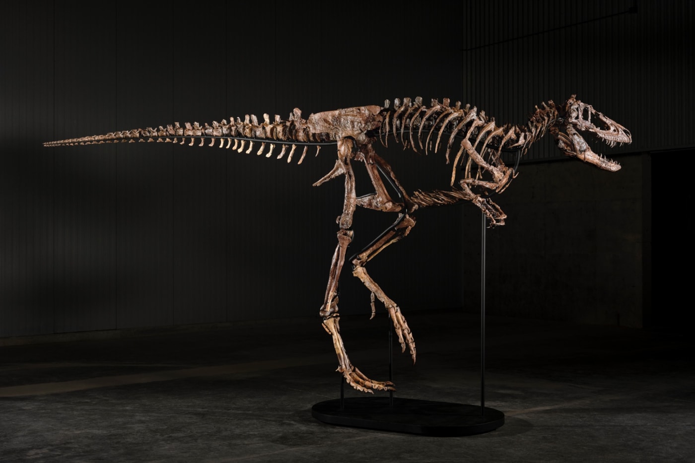 Sotheby’s New York’ta açık artırmaya çıkacak Nanotyrannus iskeleti Jodi